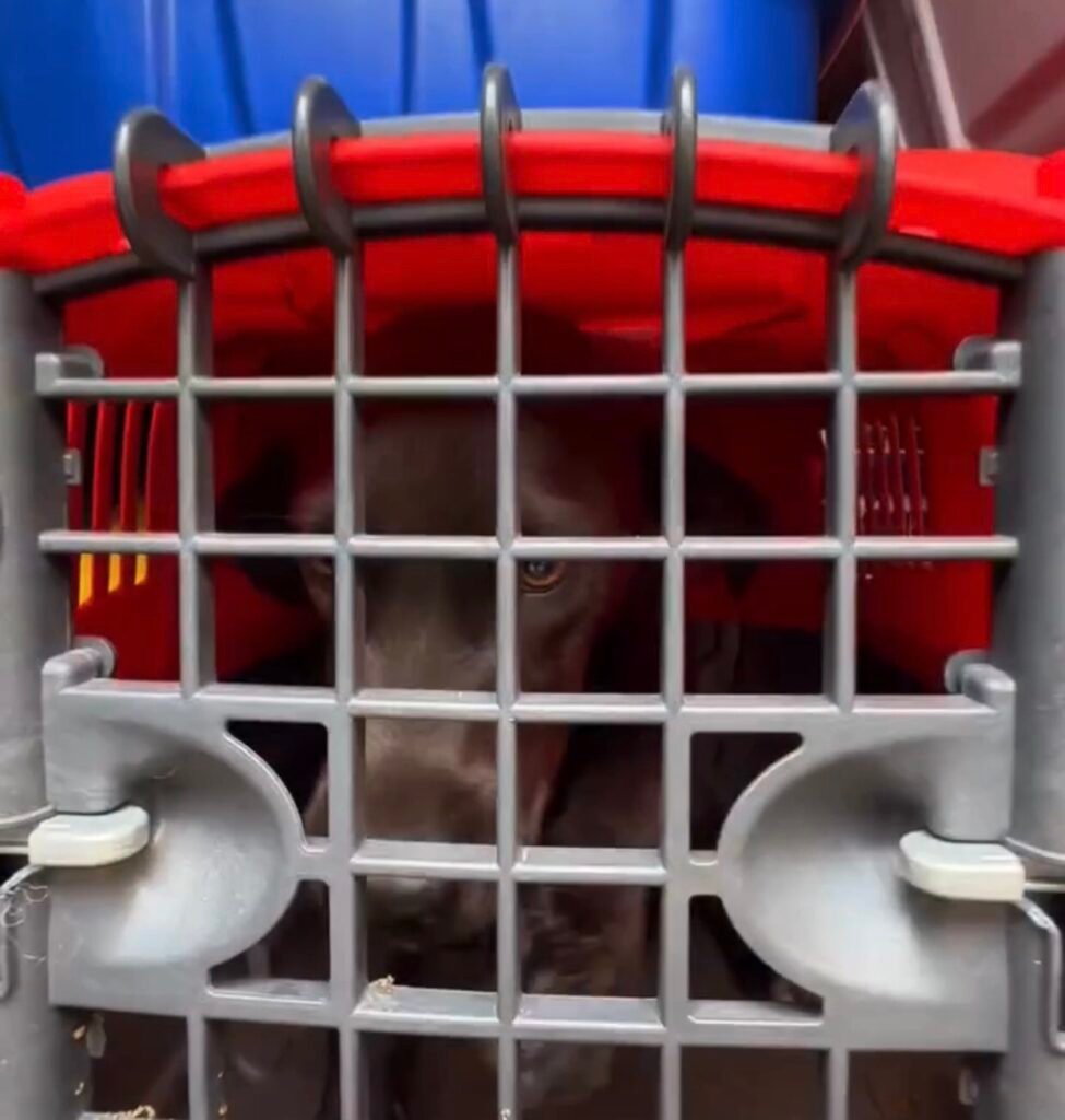 Prefeitura de Pires do Rio inicia nova etapa para castração de animais de rua 1 Prefeitura de Pires do Rio inicia nova etapa para castração de animais de rua
