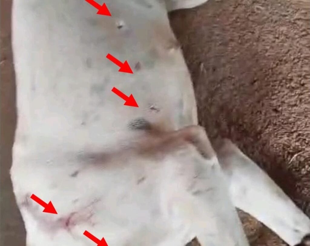 Polícia Civil de Cristianópolis indicia pai e filho por maus-tratos a animal 1 Polícia Civil de Cristianópolis indicia pai e filho por maus-tratos a animal