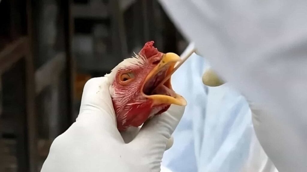 Gripe aviária Goiás descarta caso suspeito, mas Brasil mantém 13 investigações em andamento