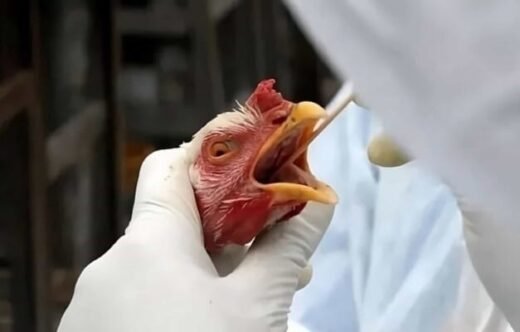 Gripe aviária: Brasil investiga 18 casos suspeitos em 9 estados, incluindo Goiás