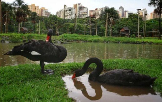 Zoológico de Goiânia é fechado após morte de cisne negro e suspeita de gripe aviária 1 img 3841